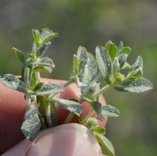 Image of Euphorbia texana by (c) Dan Johnson, some rights reserved (CC BY)