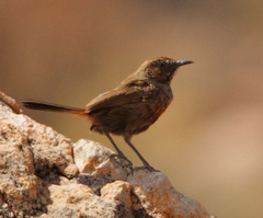 Cinnamon-Breasted Warbler photo 1