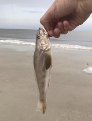 Menticirrhus americanus