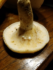 Lactifluus glaucescens