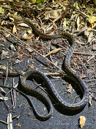 Australian Scrub Python sighting