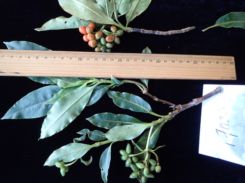 Coprosma savaiiensis observed 2016-06-25