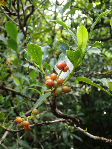 Coprosma savaiiensis in life