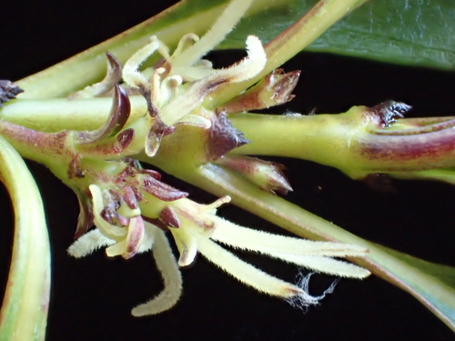 Coprosma strigulosa in life