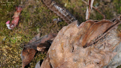 Gloydius ussuriensis