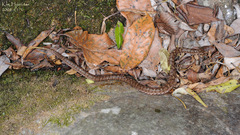 Gloydius ussuriensis