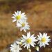 Erymophyllum ramosum - Photo (c) geoffbyrne, μερικά δικαιώματα διατηρούνται (CC BY-NC)