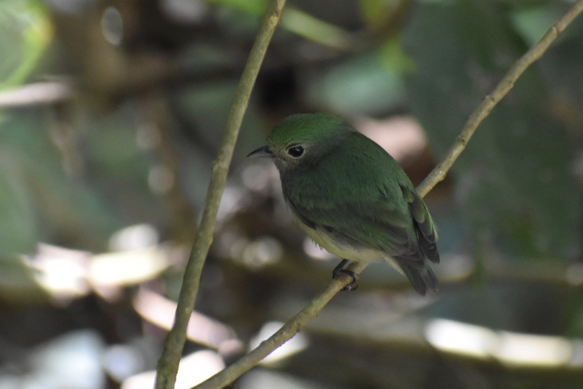 Velvety Manakin (Lepidothrix velutina)