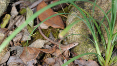 Takydromus wolteri