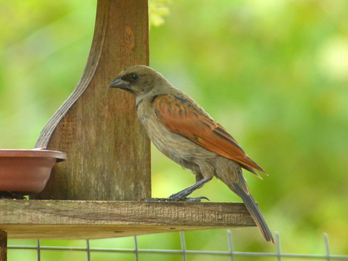 Screaming Cowbird (Molothrus rufoaxillaris), photo 6