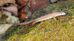 Takydromus wolteri