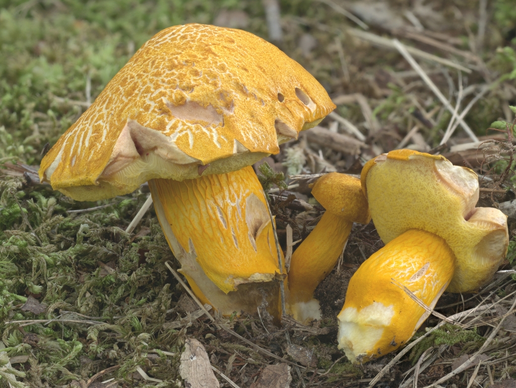 Aureoboletus sp. 'auriflammeus-IN01'