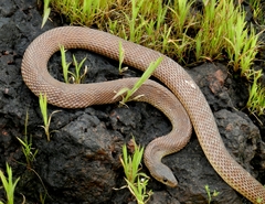 Platyceps plinii
