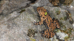 Bombina orientalis