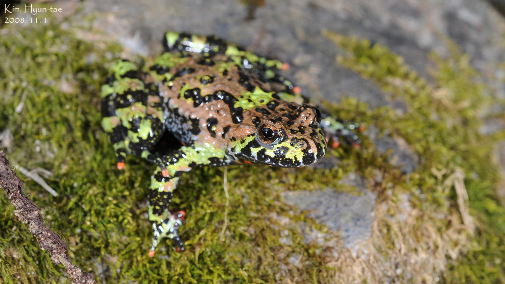 Sonneur à ventre de feu (Bombina orientalis)