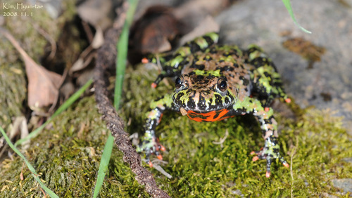 Oriental Fire-bellied Toad