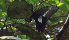 Heraclides hectorides