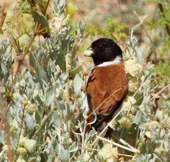 Black-Headed Canary photo 4