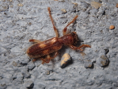 Opilo domesticus