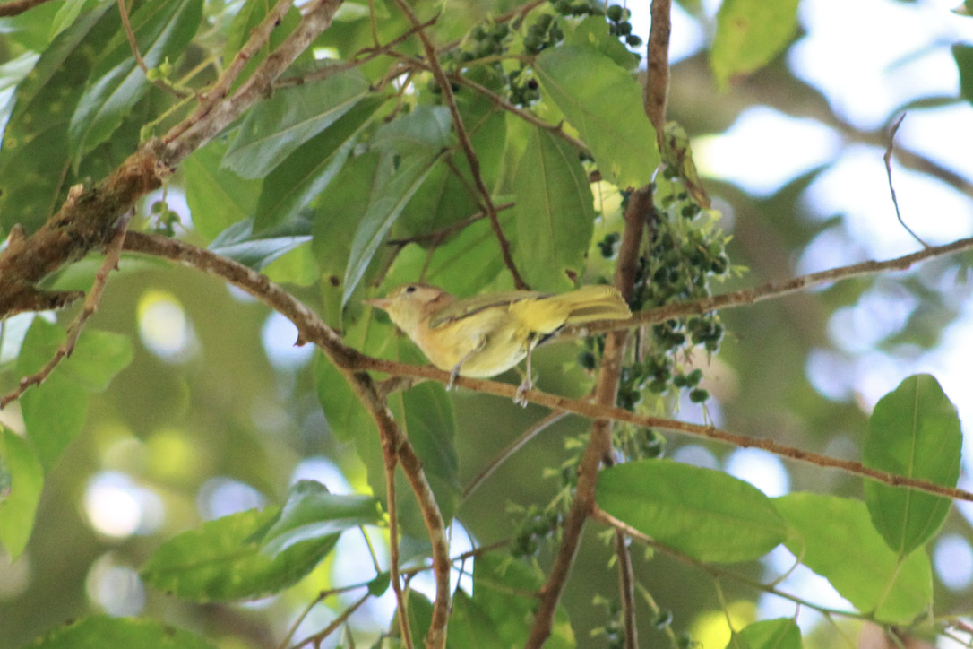 Golden-fronted Greenlet illustration