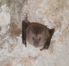 Buffy Flower Bat photo 3