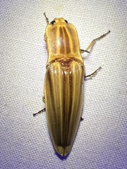 Semiotus ligneus image