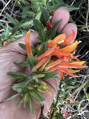 Lobelia laxiflora image