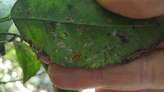 Heraclides hectorides