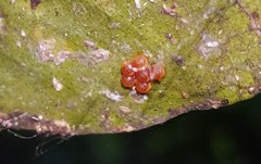 Heraclides hectorides