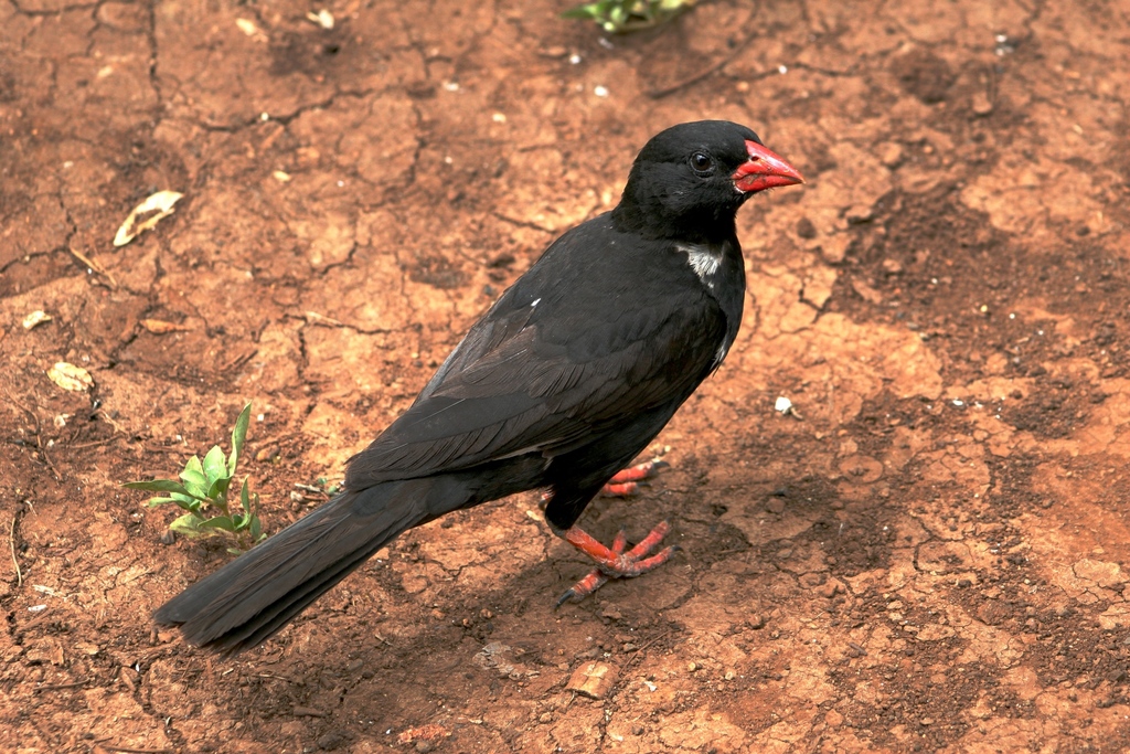 Red-billed Buffalo-Weaver (Bubalornis niger) photo