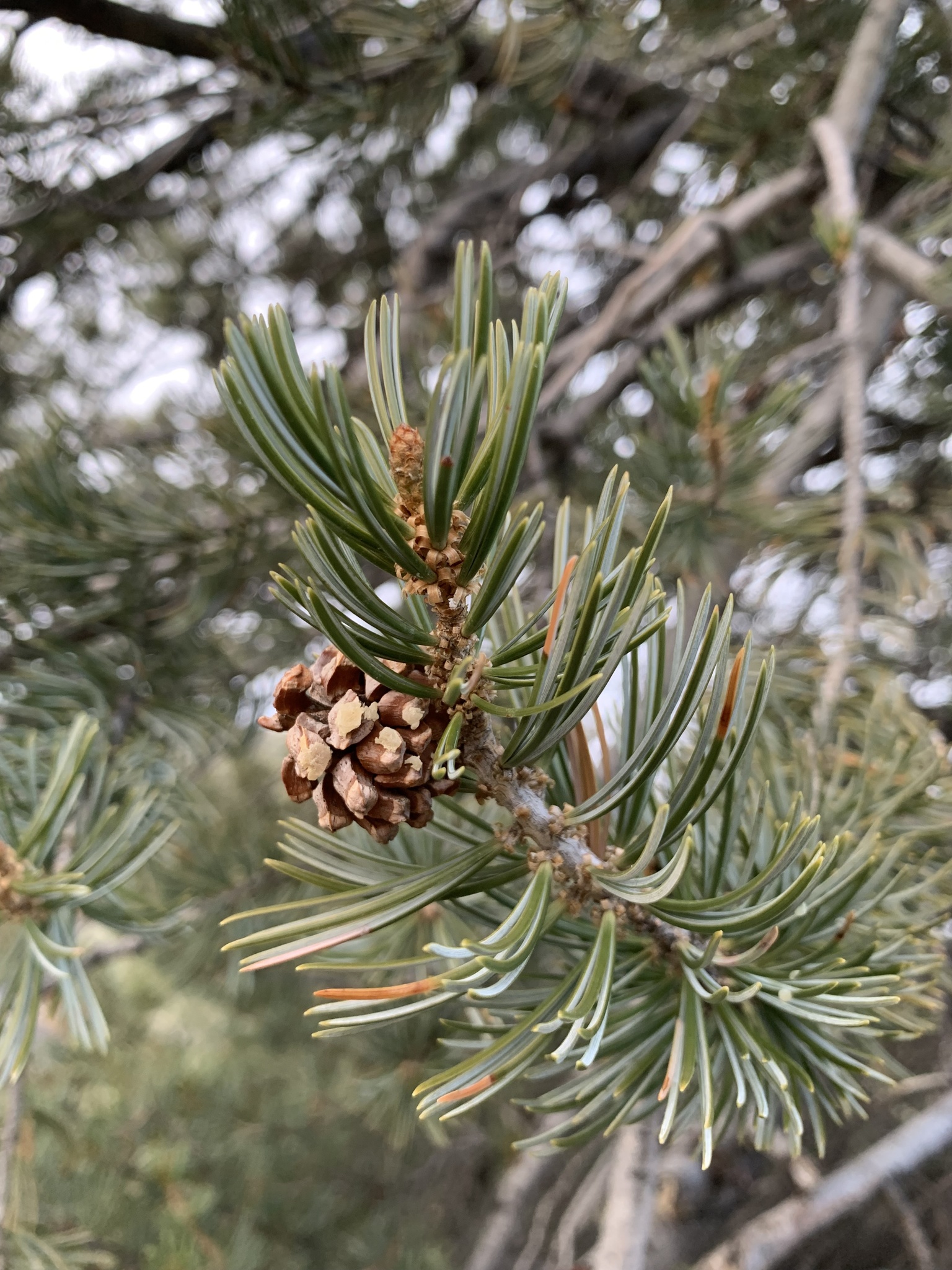 Pinus quadrifolia