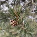 Pinus quadrifolia - Photo (c) eriogonumla, μερικά δικαιώματα διατηρούνται (CC BY-NC), uploaded by eriogonumla