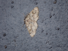 Cleorodes lichenaria