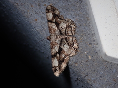 Peribatodes umbraria