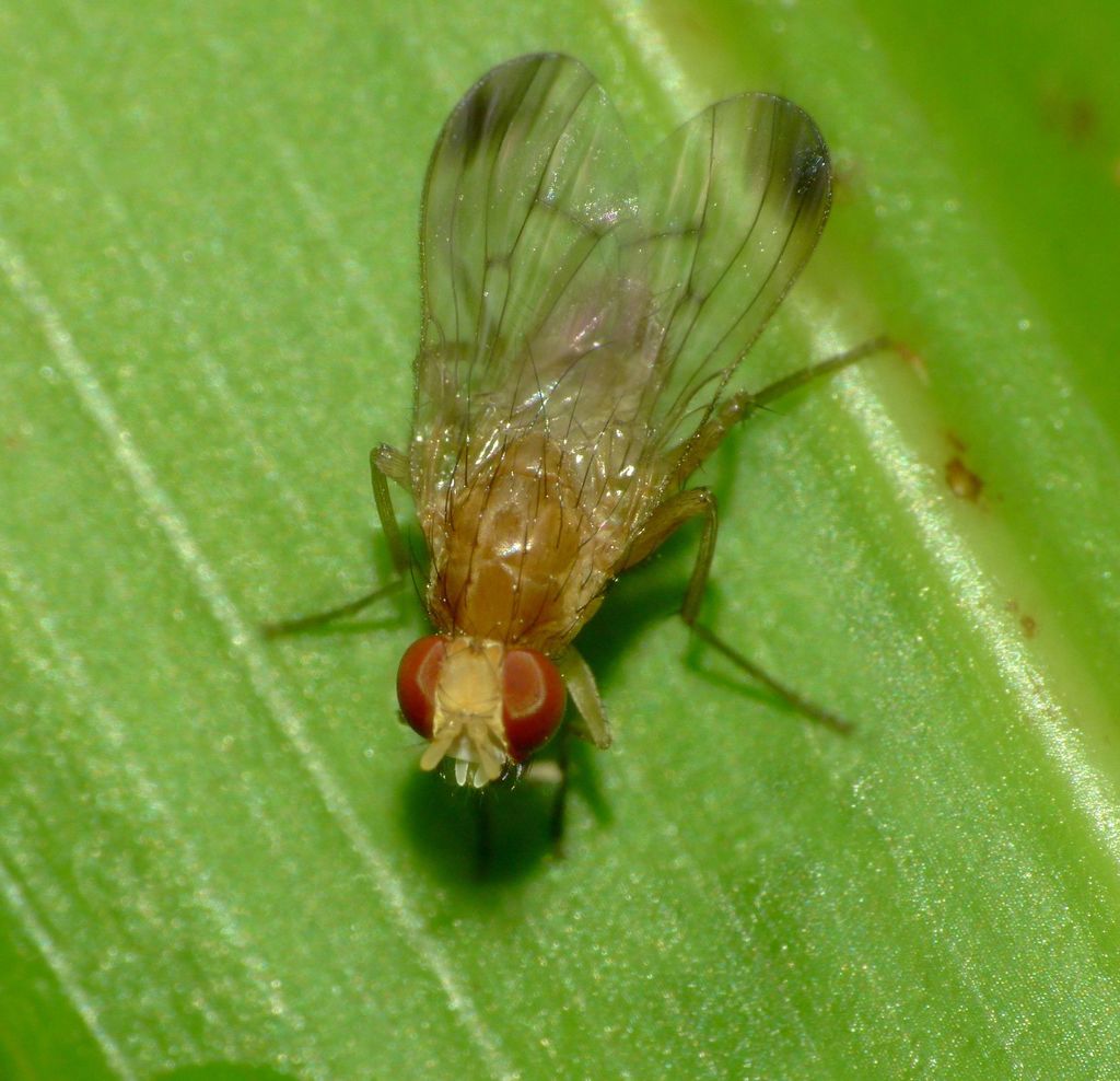 Idiohelina
