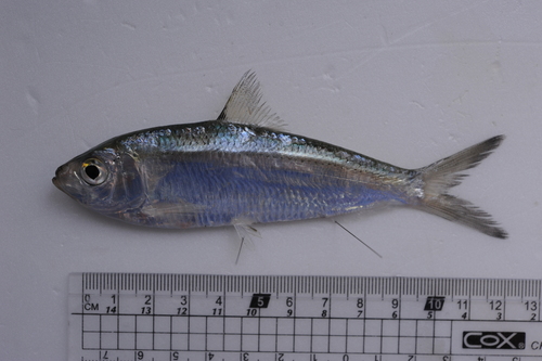 Hualien sardinella (Sardinella hualiensis) — Clupeidae