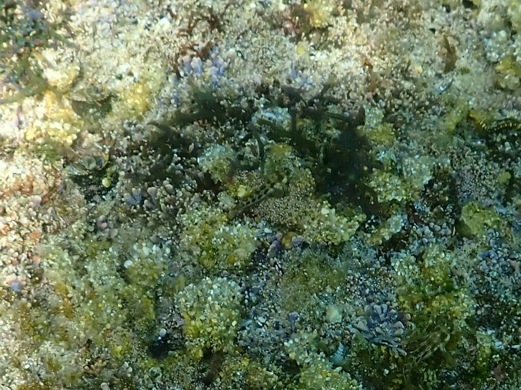 Barnacle Blenny