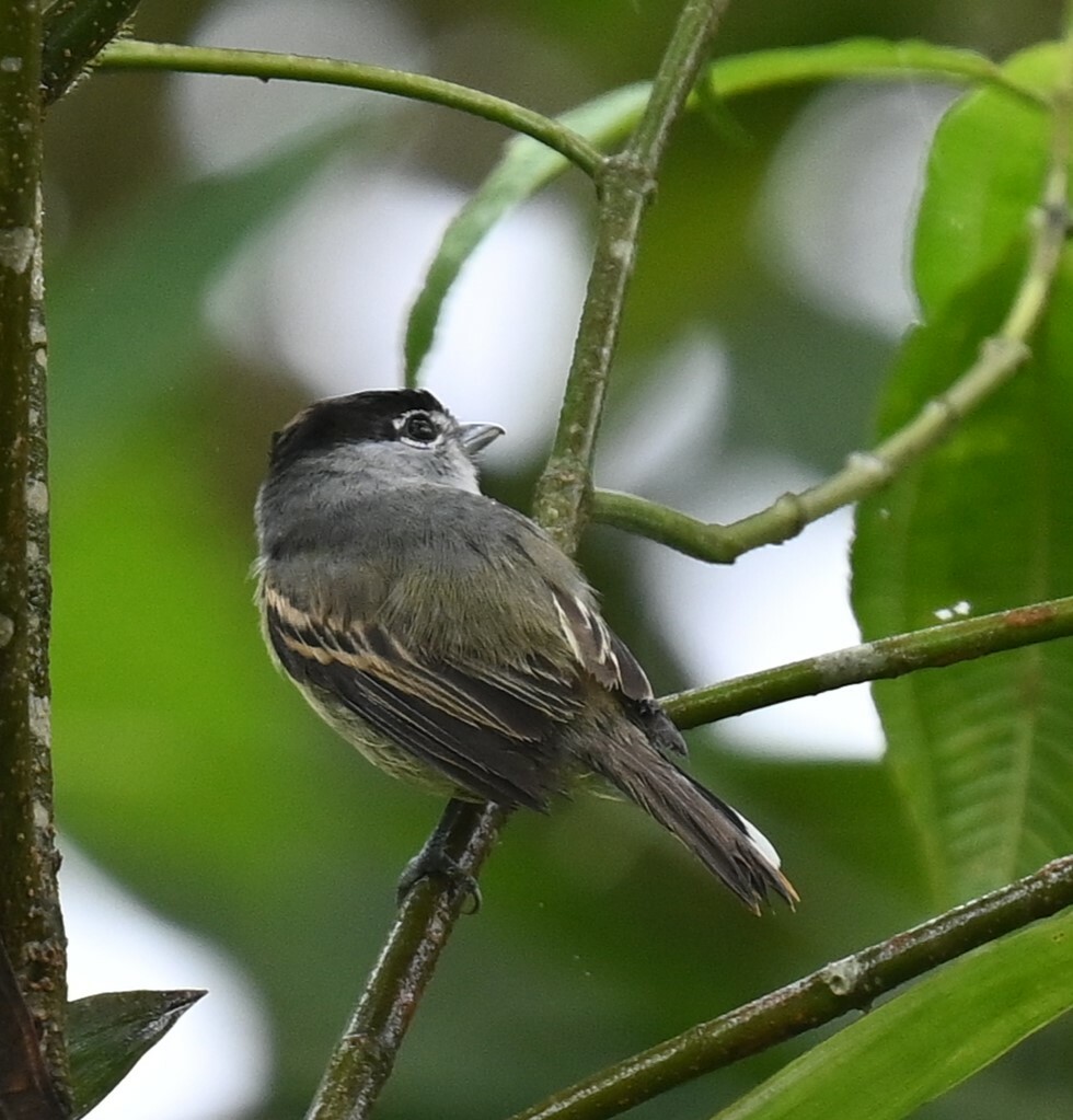 Cryptic Becard (Pachyramphus salvini), photo 4