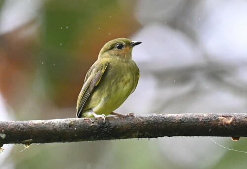 Club-winged Manakin (Machaeropterus deliciosus), photo 10