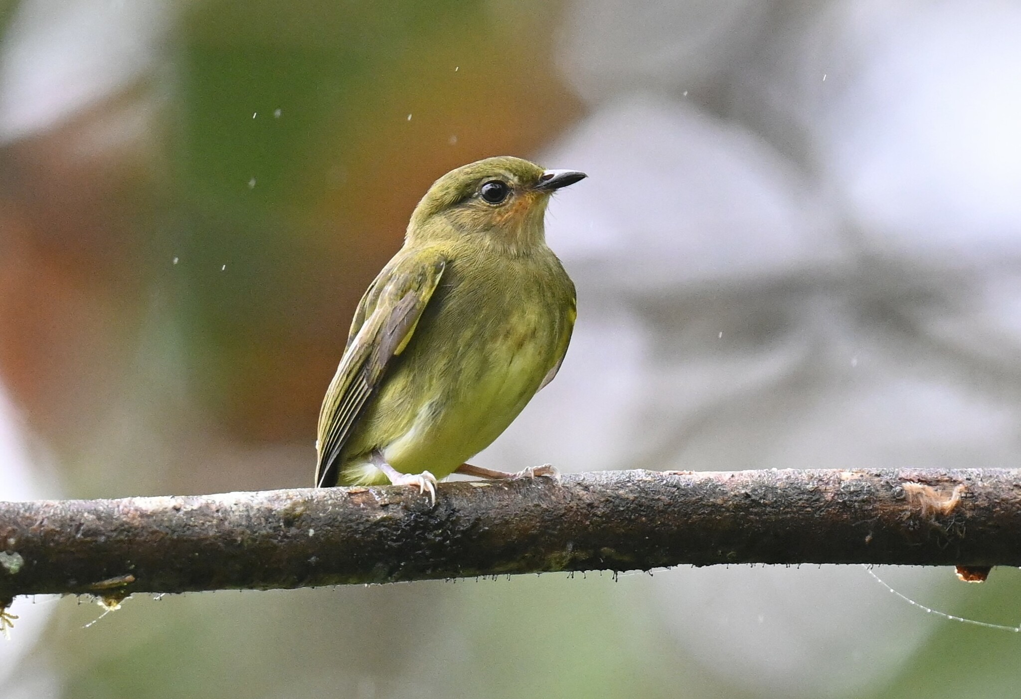 Club-winged Manakin (Machaeropterus deliciosus), photo 10