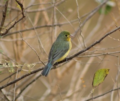 Orange-Breasted Bunting photo 1