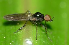 Dilophus segnis