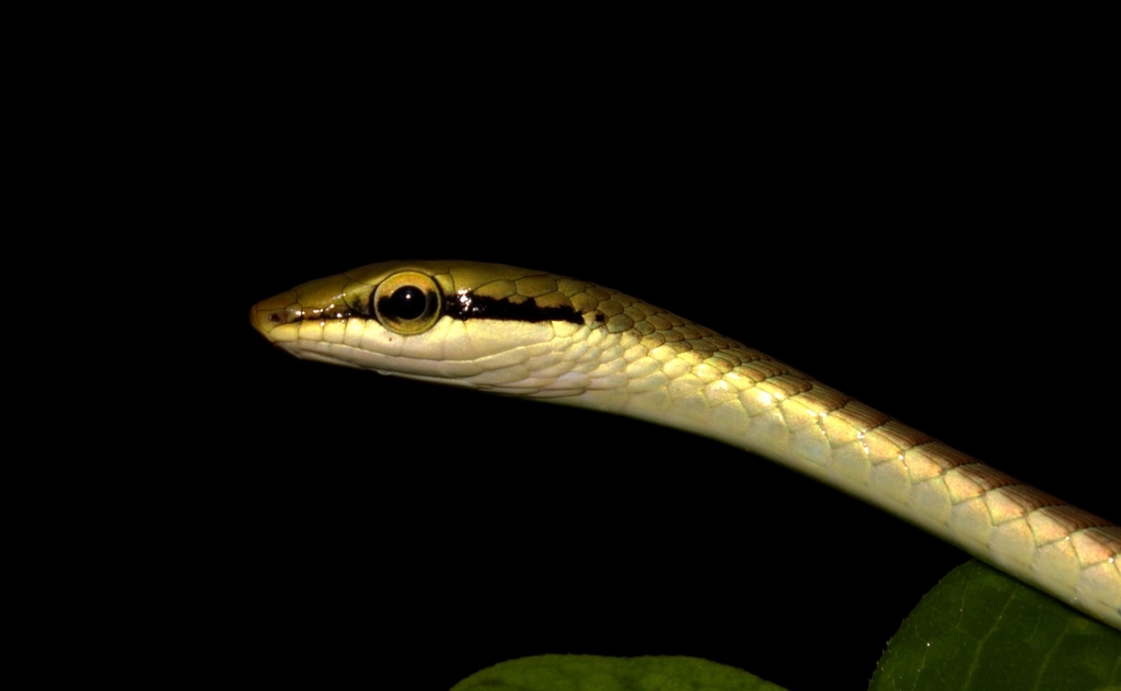 Giri's Bronzeback Tree Snake