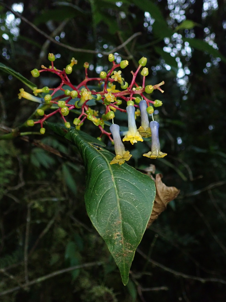 Palicourea corniculata (Palicourea corniculata)