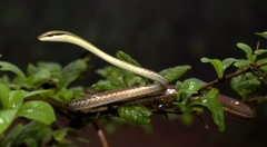 Dendrelaphis girii