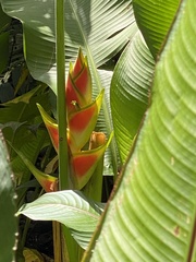 Heliconia wagneriana image