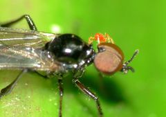 Dilophus segnis