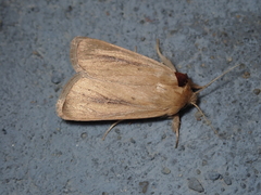 Sesamia nonagrioides