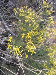 Senecio spartioides multicapitatus