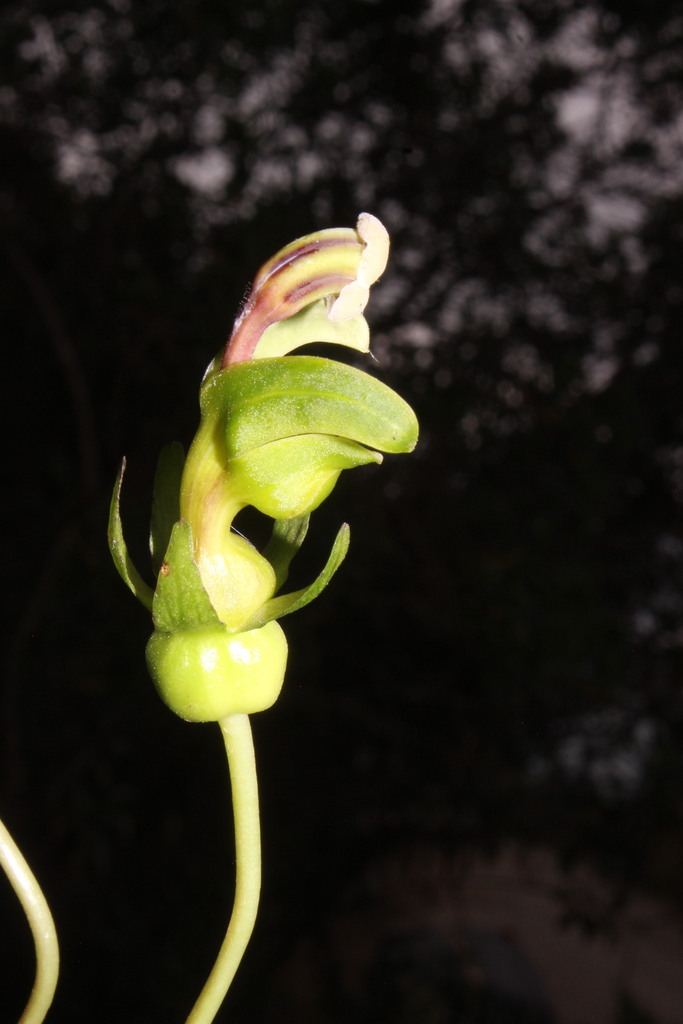 Burmeistera glabrata